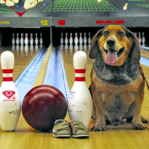 Team Page: Alpha Dawg